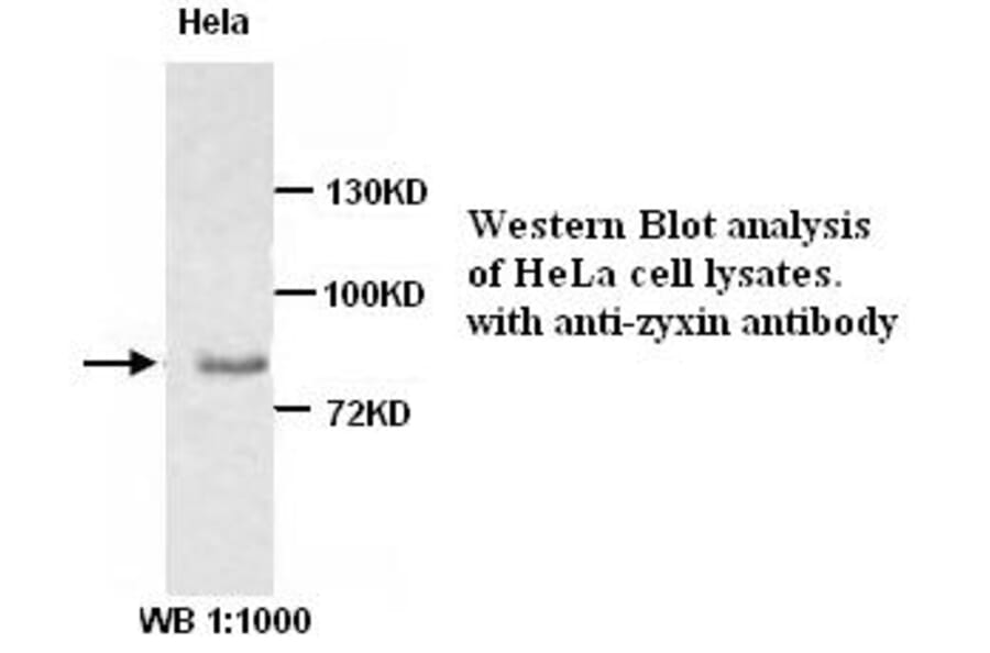 Zyxin Antibody from Signalway Antibody (39205) - Antibodies.com