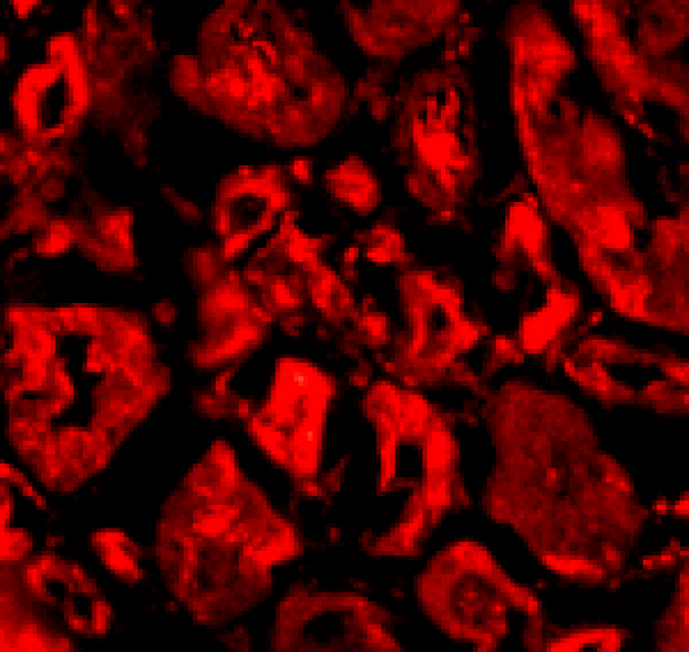 Immunofluorescence - SkiP Antibody from Signalway Antibody (24103) - Antibodies.com