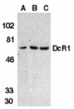 Western blot - DcR1 Antibody from Signalway Antibody (24113) - Antibodies.com