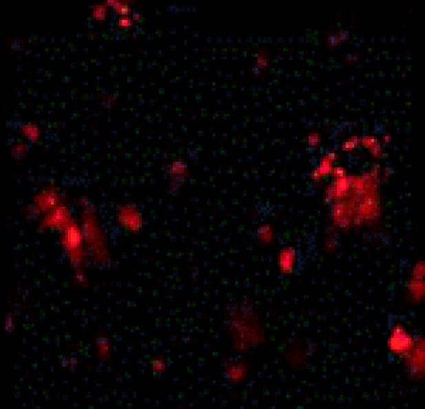 Immunofluorescence - DcR1 Antibody from Signalway Antibody (24113) - Antibodies.com