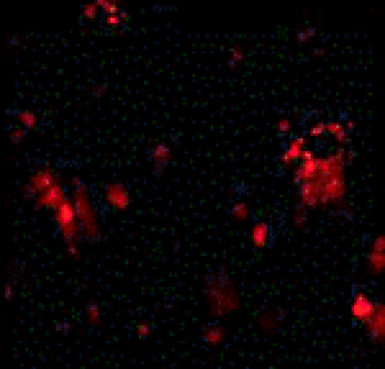 Immunofluorescence - DcR1 Antibody from Signalway Antibody (24113) - Antibodies.com