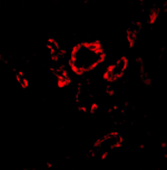 Immunofluorescence - Slug Antibody from Signalway Antibody (24463) - Antibodies.com