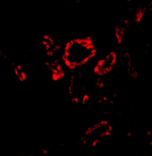 Immunofluorescence - Slug Antibody from Signalway Antibody (24463) - Antibodies.com