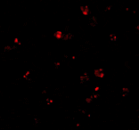 Immunofluorescence - PEN2 Antibody from Signalway Antibody (24469) - Antibodies.com