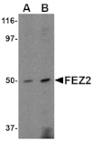 Western blot - FEZ2 Antibody from Signalway Antibody (24609) - Antibodies.com