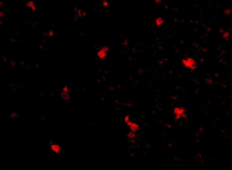 Immunofluorescence - FEZ2 Antibody from Signalway Antibody (24609) - Antibodies.com