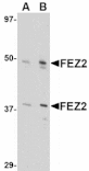 Western blot - FEZ2 Antibody from Signalway Antibody (24610) - Antibodies.com