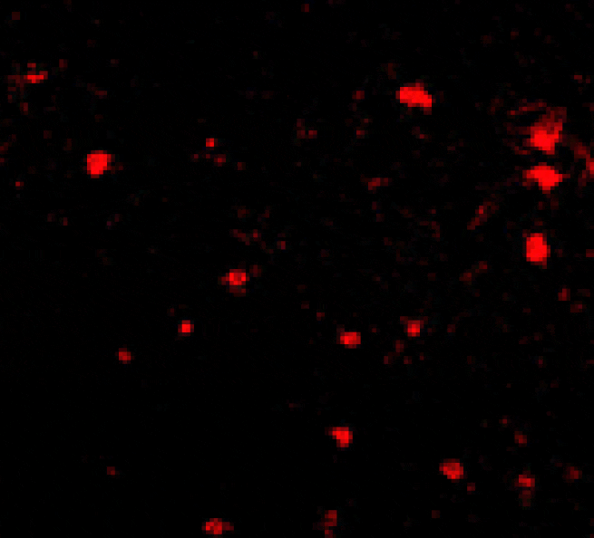 Immunofluorescence - FEZ2 Antibody from Signalway Antibody (24610) - Antibodies.com