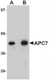 Western blot - APC7 Antibody from Signalway Antibody (25106) - Antibodies.com