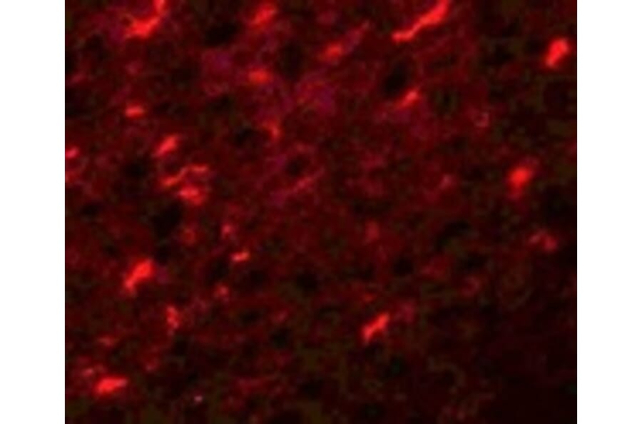 Immunofluorescence - APC7 Antibody from Signalway Antibody (25106) - Antibodies.com