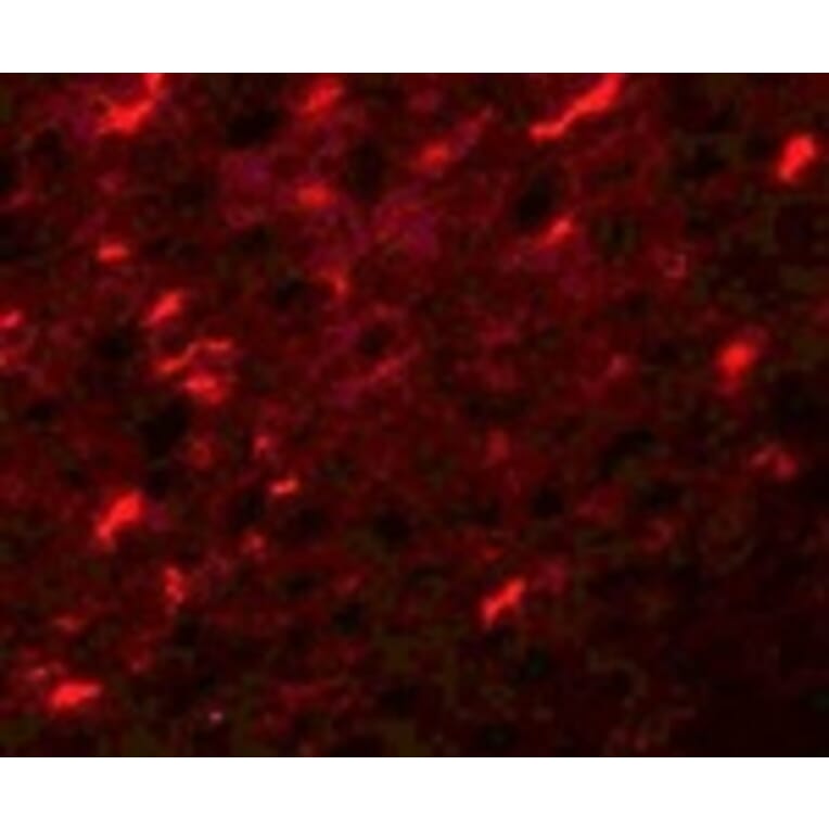 Immunofluorescence - APC7 Antibody from Signalway Antibody (25106) - Antibodies.com