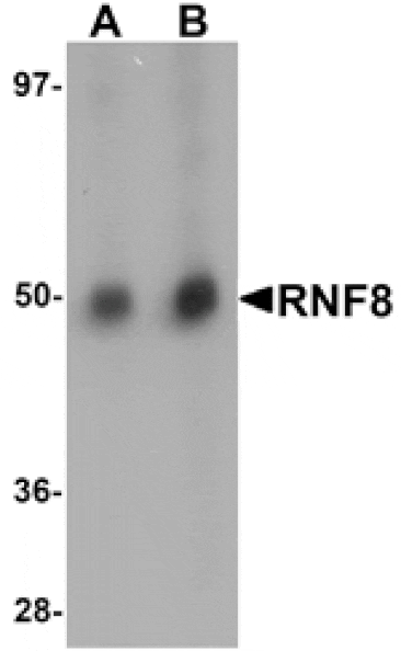 Western blot - RNF8 Antibody from Signalway Antibody (25121) - Antibodies.com