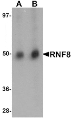 Western blot - RNF8 Antibody from Signalway Antibody (25121) - Antibodies.com