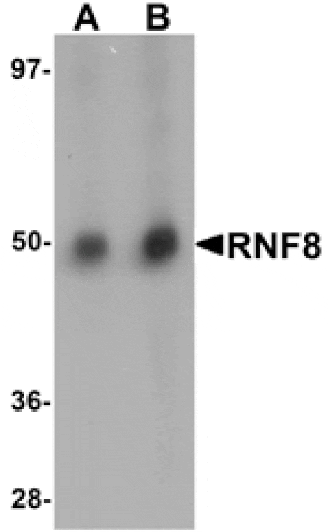 Western blot - RNF8 Antibody from Signalway Antibody (25121) - Antibodies.com