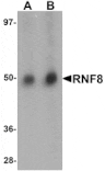Western blot - RNF8 Antibody from Signalway Antibody (25121) - Antibodies.com