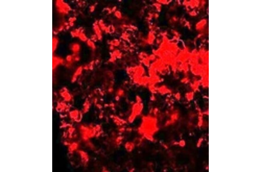 Immunofluorescence - RNF8 Antibody from Signalway Antibody (25121) - Antibodies.com