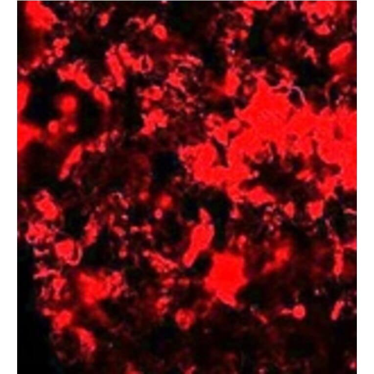 Immunofluorescence - RNF8 Antibody from Signalway Antibody (25121) - Antibodies.com