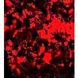 Immunofluorescence - RNF8 Antibody from Signalway Antibody (25121) - Antibodies.com