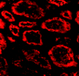 Immunofluorescence - Ski Antibody from Signalway Antibody (24102) - Antibodies.com