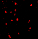 Immunofluorescence - Cbl Antibody from Signalway Antibody (24466) - Antibodies.com