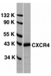 Western blot - CXCR4 Antibody from Signalway Antibody (24002) - Antibodies.com