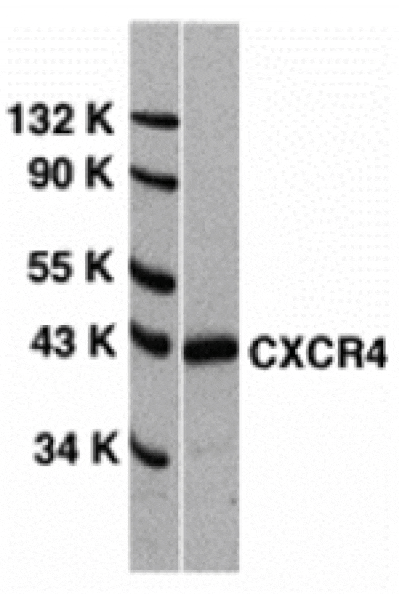 Western blot - CXCR4 Antibody from Signalway Antibody (24002) - Antibodies.com