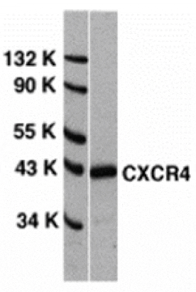 Western blot - CXCR4 Antibody from Signalway Antibody (24002) - Antibodies.com