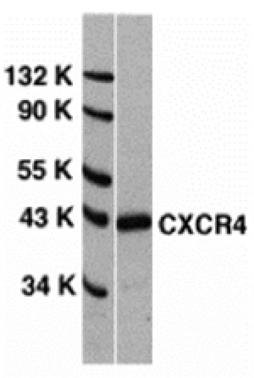 Western blot - CXCR4 Antibody from Signalway Antibody (24002) - Antibodies.com