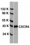 Western blot - CXCR4 Antibody from Signalway Antibody (24002) - Antibodies.com
