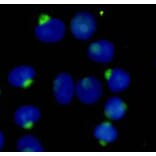 Immunocytochemistry - RANBP9 Monoclonal Antibody from Signalway Antibody (27107) - Antibodies.com