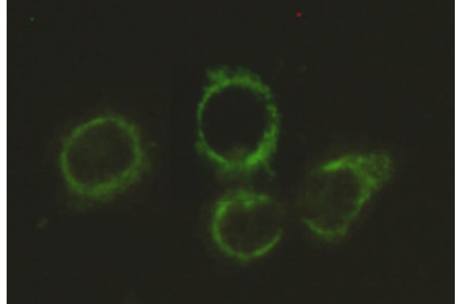Immunocytochemistry - DLAT Monoclonal Antibody from Signalway Antibody (27119) - Antibodies.com