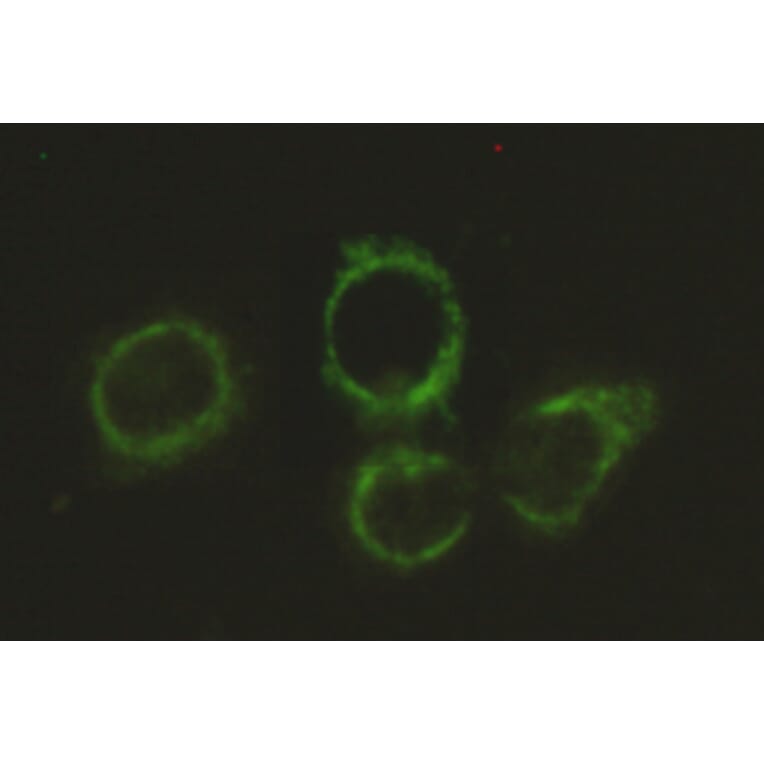 Immunocytochemistry - DLAT Monoclonal Antibody from Signalway Antibody (27119) - Antibodies.com