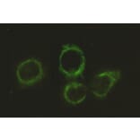 Immunocytochemistry - DLAT Monoclonal Antibody from Signalway Antibody (27119) - Antibodies.com