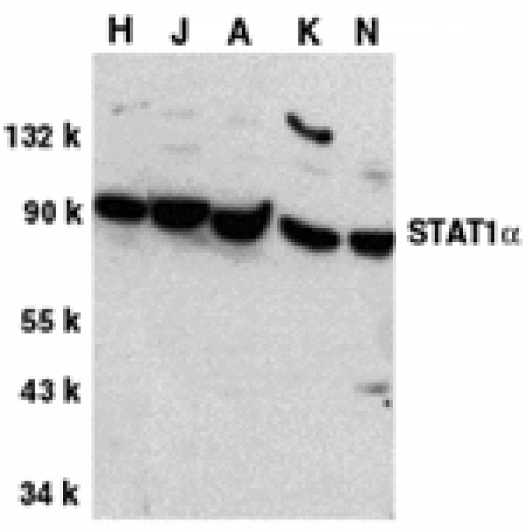 Western blot - STAT1 alpha Antibody from Signalway Antibody (24004) - Antibodies.com