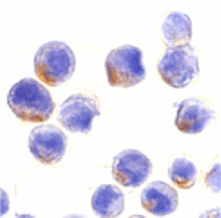 Immunocytochemistry - STAT1 alpha Antibody from Signalway Antibody (24004) - Antibodies.com