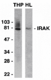 Western blot - IRAK Antibody from Signalway Antibody (24001) - Antibodies.com