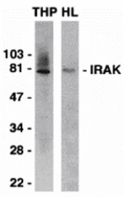 Western blot - IRAK Antibody from Signalway Antibody (24001) - Antibodies.com