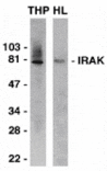 Western blot - IRAK Antibody from Signalway Antibody (24001) - Antibodies.com