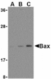 Western blot - Bax Antibody from Signalway Antibody (24250) - Antibodies.com