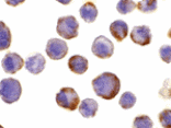 Immunocytochemistry - TACE Antibody from Signalway Antibody (24018) - Antibodies.com