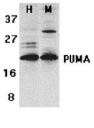 Western blot - PUMA Antibody from Signalway Antibody (24175) - Antibodies.com