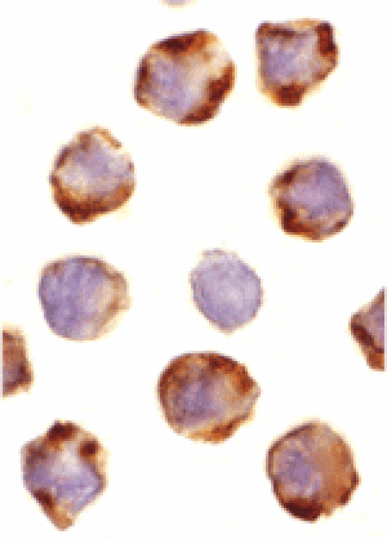 Immunocytochemistry - PUMA Antibody from Signalway Antibody (24175) - Antibodies.com