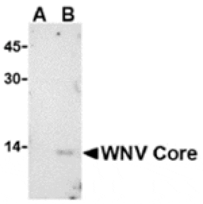 Western blot - West Nile Virus Core Antibody from Signalway Antibody (24281) - Antibodies.com