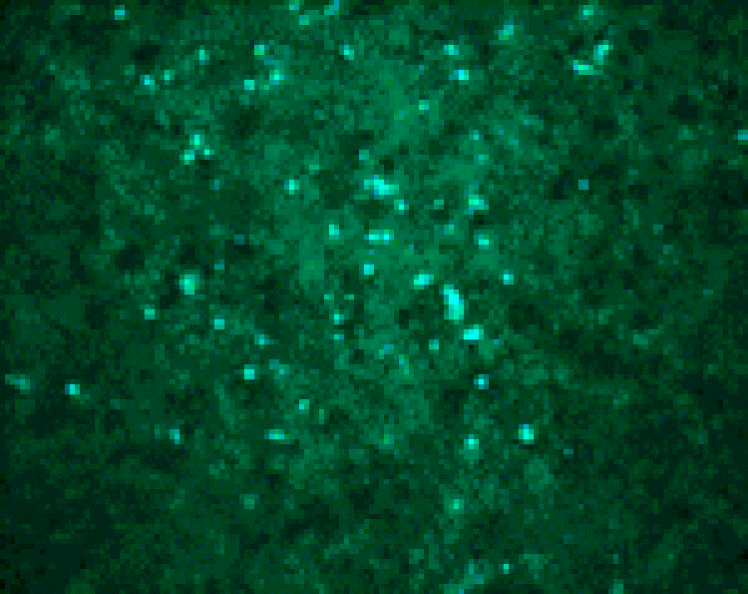 Immunocytochemistry - West Nile Virus Core Antibody from Signalway Antibody (24281) - Antibodies.com