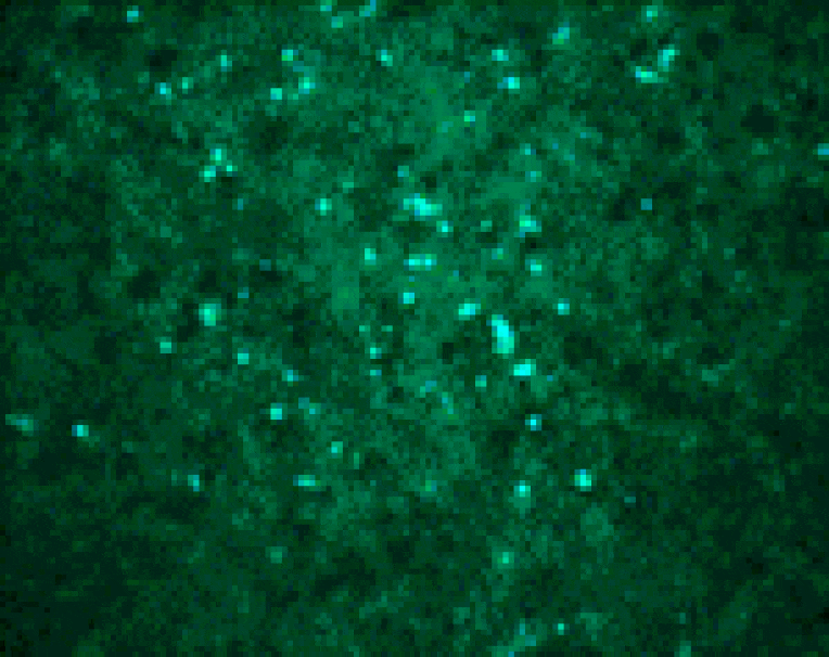 Immunocytochemistry - West Nile Virus Core Antibody from Signalway Antibody (24281) - Antibodies.com