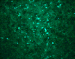 Immunocytochemistry - West Nile Virus Core Antibody from Signalway Antibody (24281) - Antibodies.com