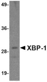 Western blot - XBP-1 Monoclonal Antibody from Signalway Antibody (26030) - Antibodies.com