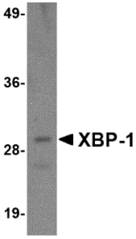 Western blot - XBP-1 Monoclonal Antibody from Signalway Antibody (26030) - Antibodies.com