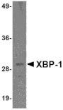 Western blot - XBP-1 Monoclonal Antibody from Signalway Antibody (26030) - Antibodies.com