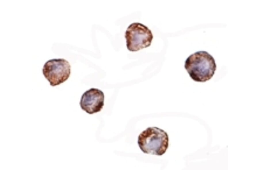 Immunocytochemistry - XBP-1 Monoclonal Antibody from Signalway Antibody (26030) - Antibodies.com